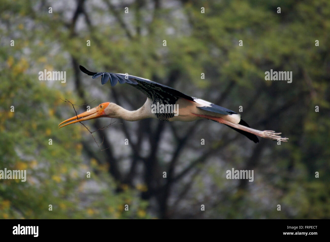 Painted stork in flight Stock Photo