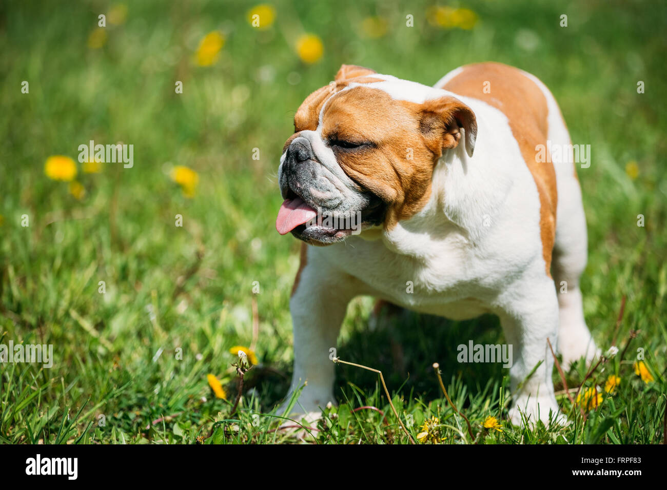 White and red english bulldog dog hi res stock photography and