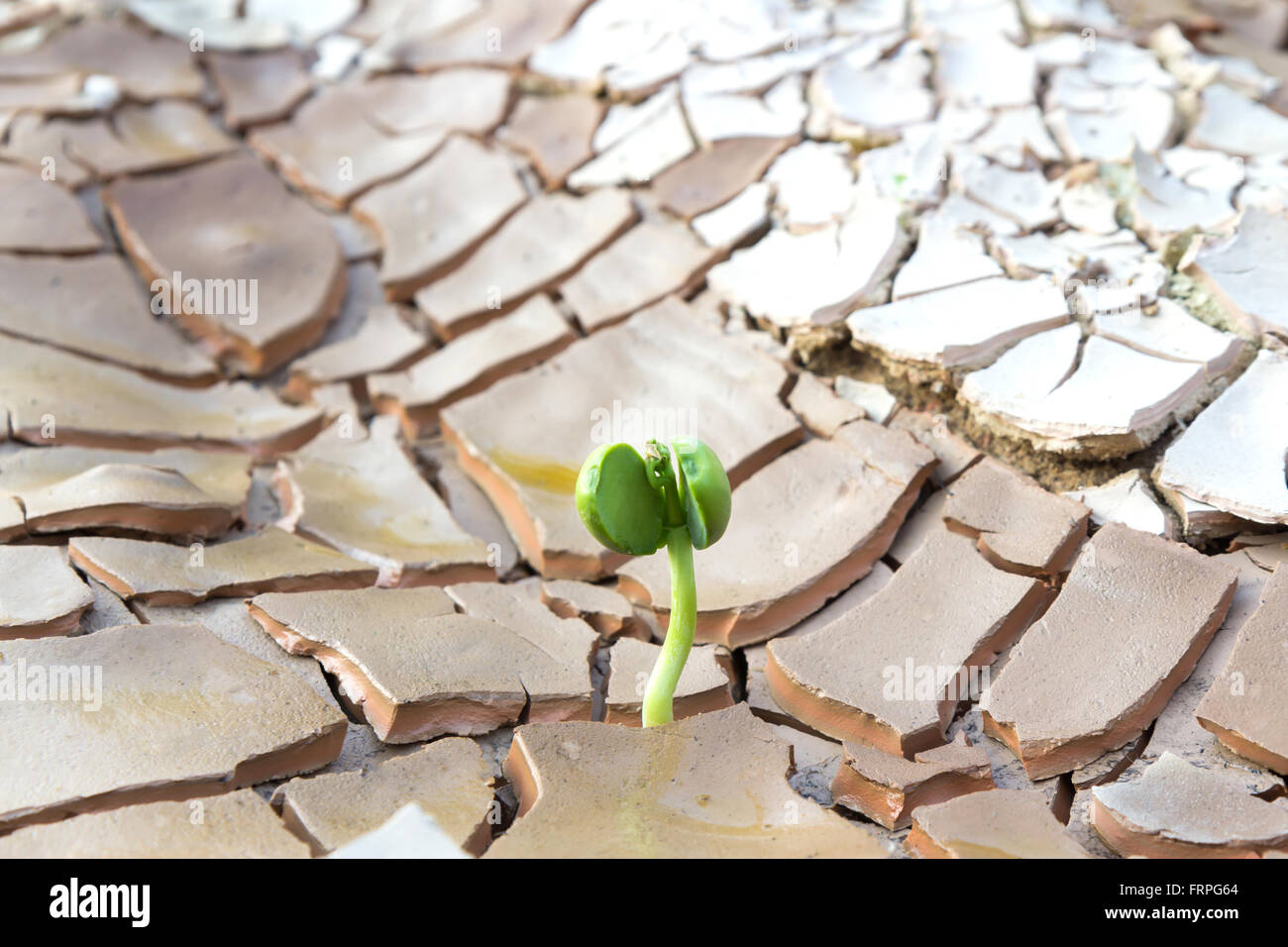 Young sprout growing in cracked land Stock Photo - Alamy