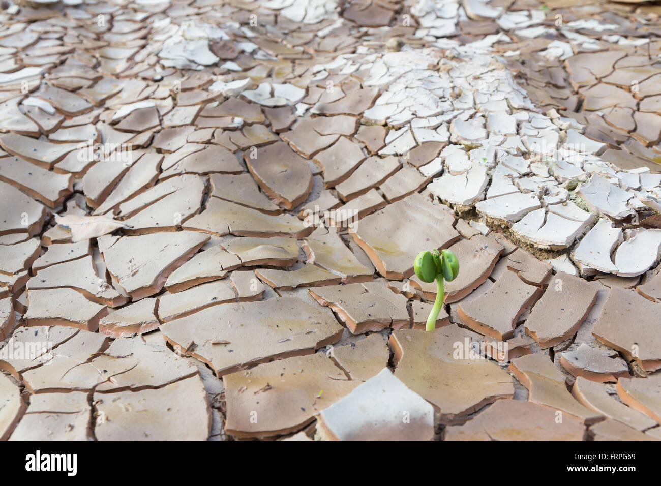 Young sprout growing in cracked land Stock Photo - Alamy