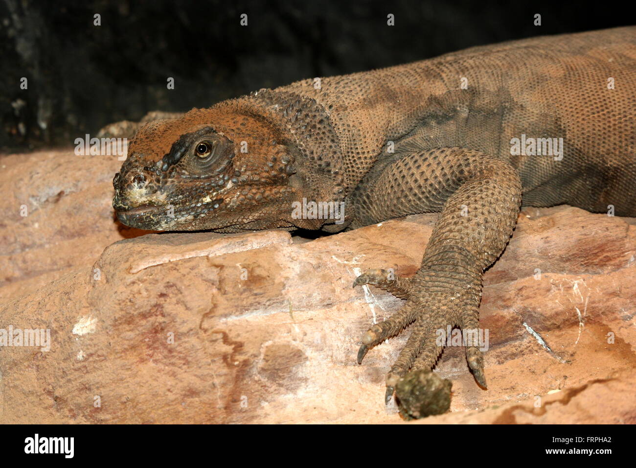 North American Common Chuckwalla (Sauromalus ater), closeup of head and claws Stock Photo