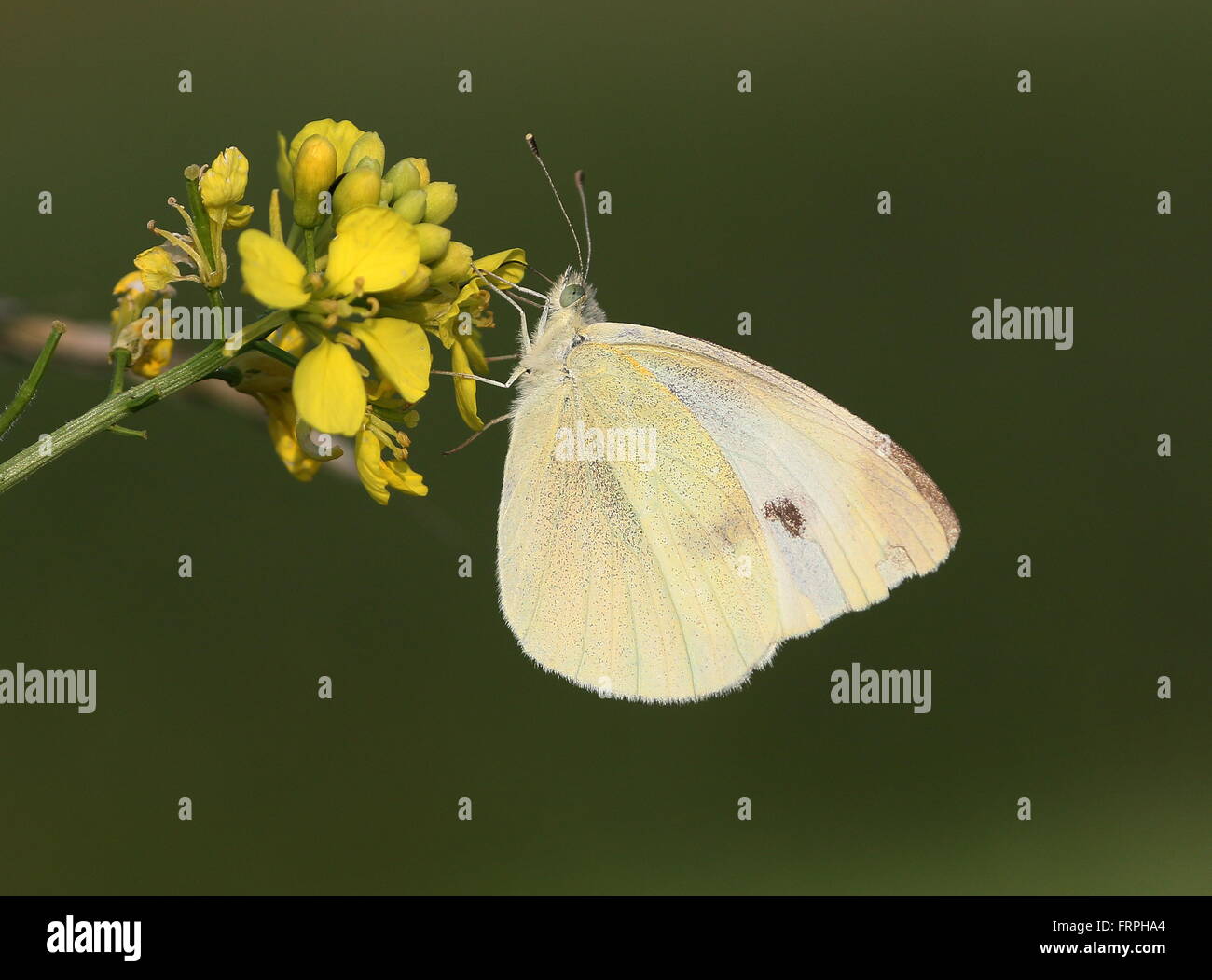 European Small Cabbage White butterfly (Pieris Rapae) feeding on rapeseed flower Stock Photo