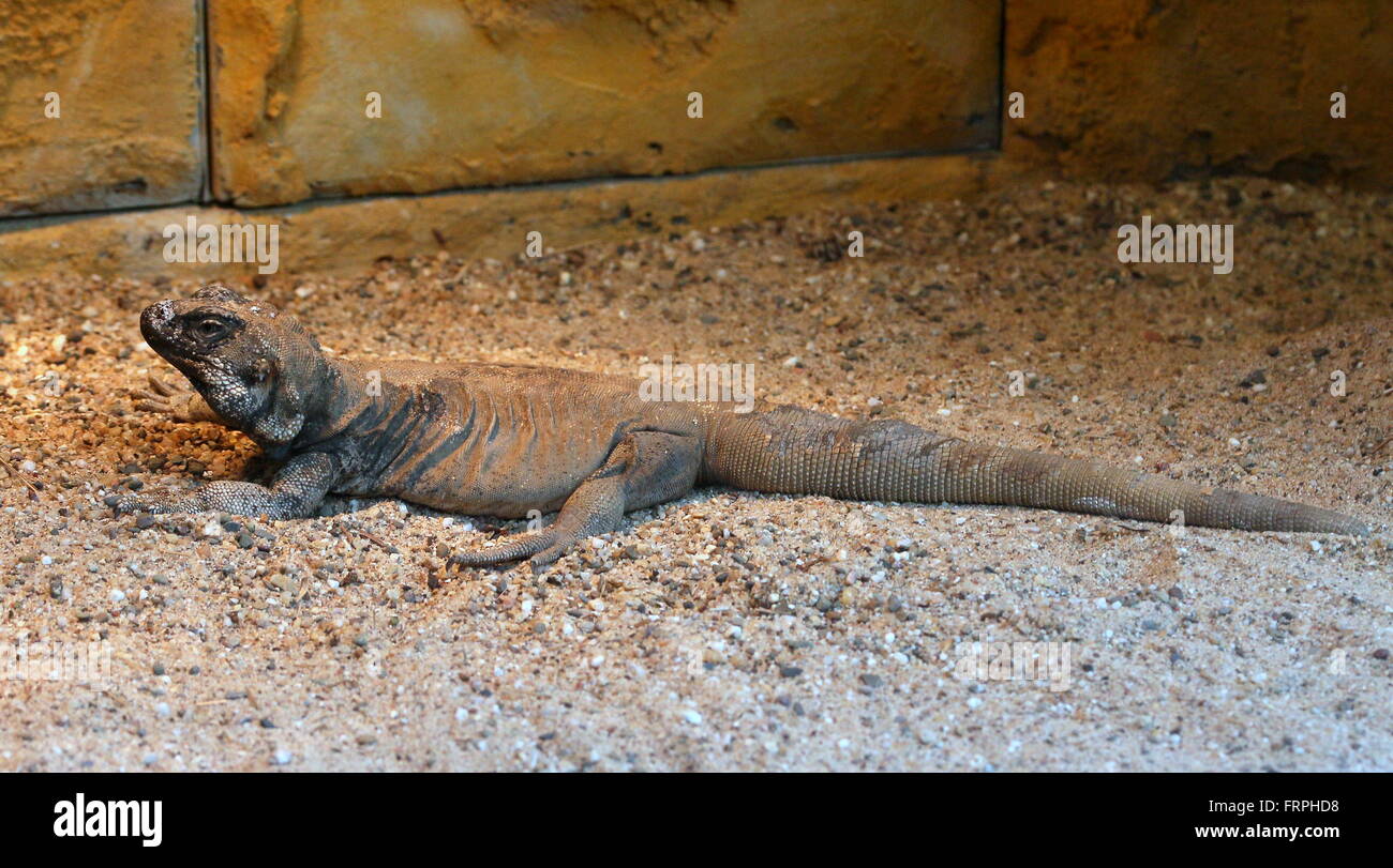 North American Common Chuckwalla (Sauromalus ater) at Amsterdam Artis Zoo, The Netherlands Stock Photo