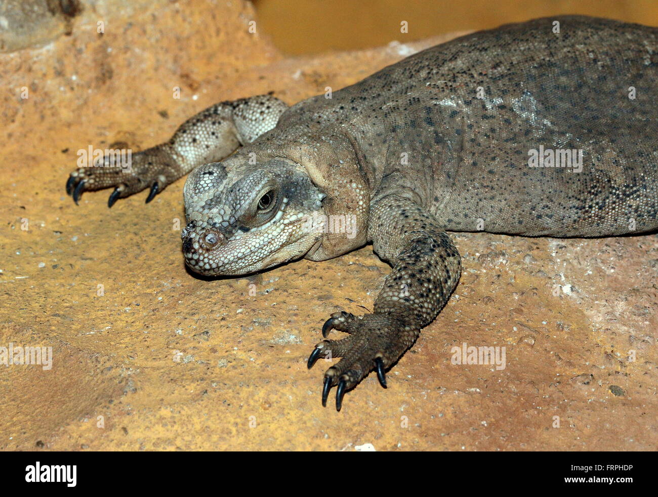 North American Common Chuckwalla (Sauromalus ater) Stock Photo