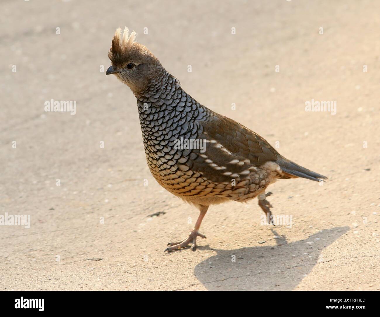 Scaled quail or Blue quail (Callipepla squamata), native to the arid southwestern USA and North & Central Mexican deserts Stock Photo