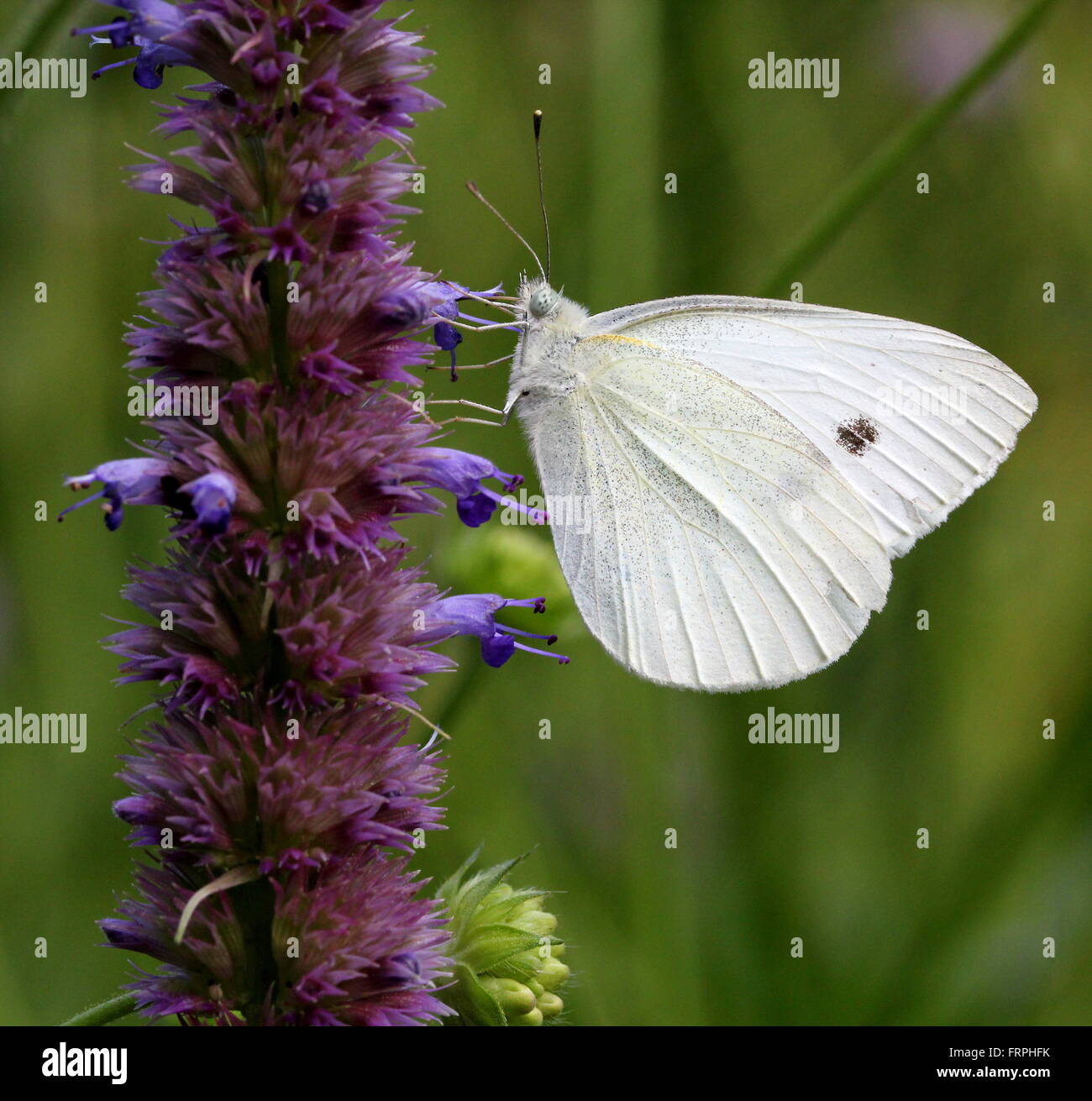 European Small Cabbage White butterfly (Pieris Rapae) feeding, seen in profile Stock Photo