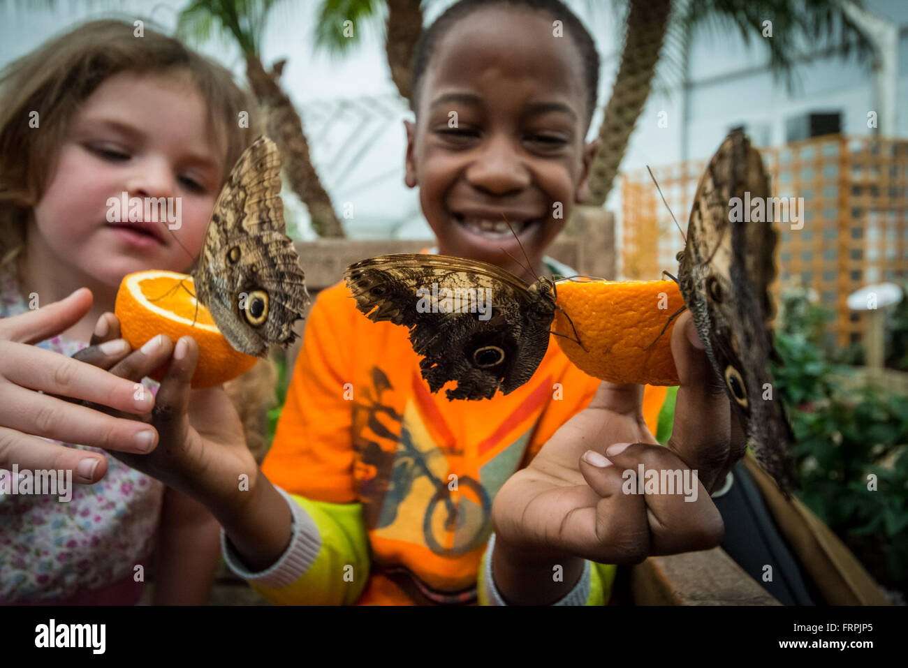 London, UK. 23rd March, 2016. Live tropical butterflies fill the