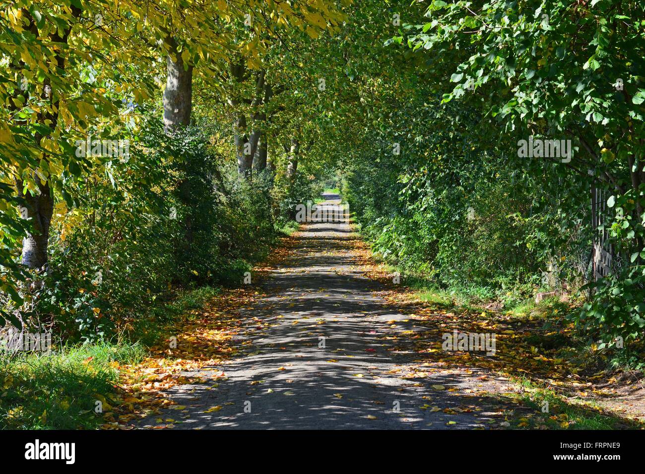 Schaumbug hi-res stock photography and images - Alamy
