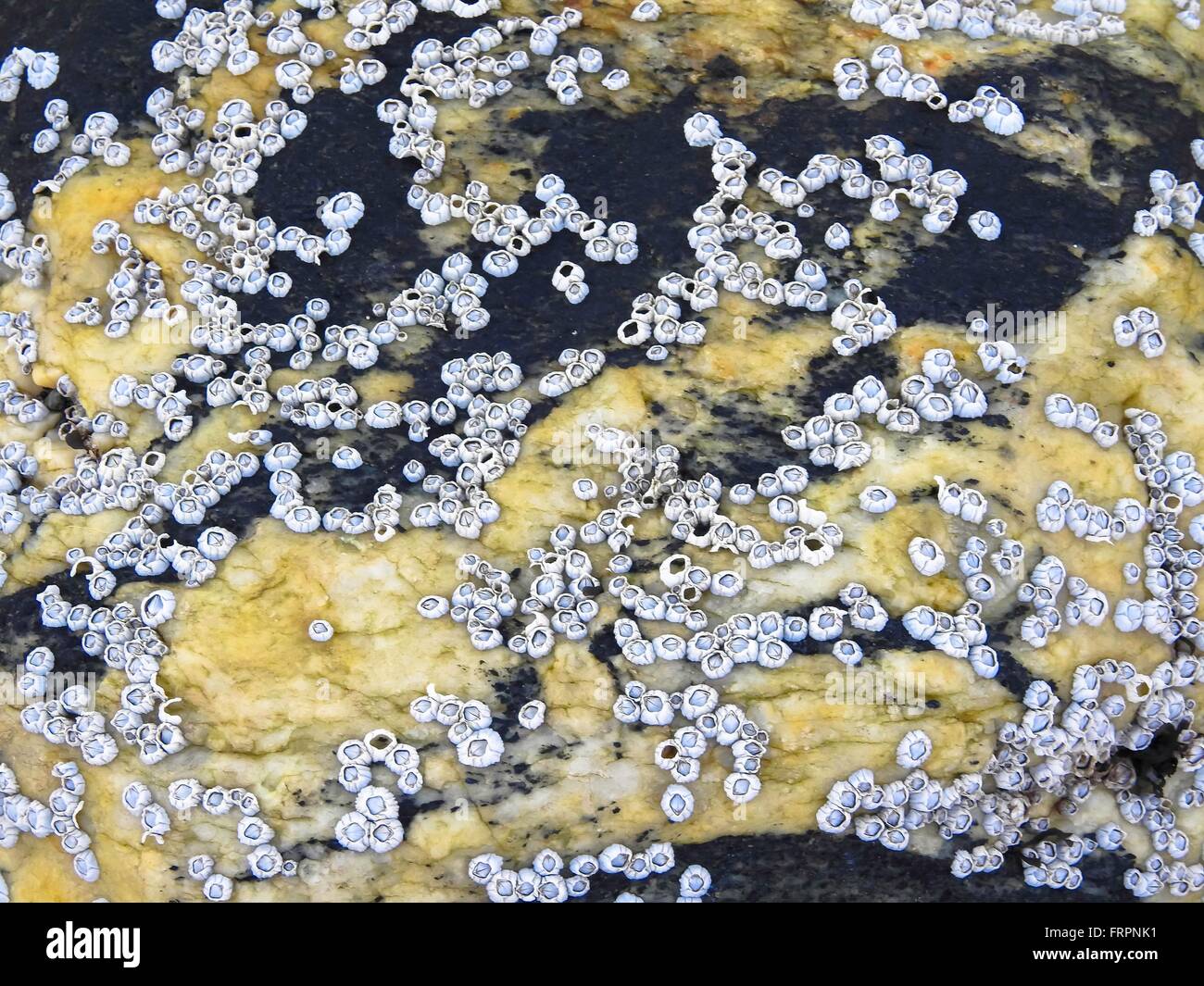 rock with Barnacles, march 2016 Stock Photo