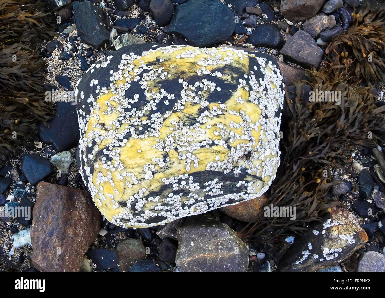 rock with Barnacles, march 2016 Stock Photo