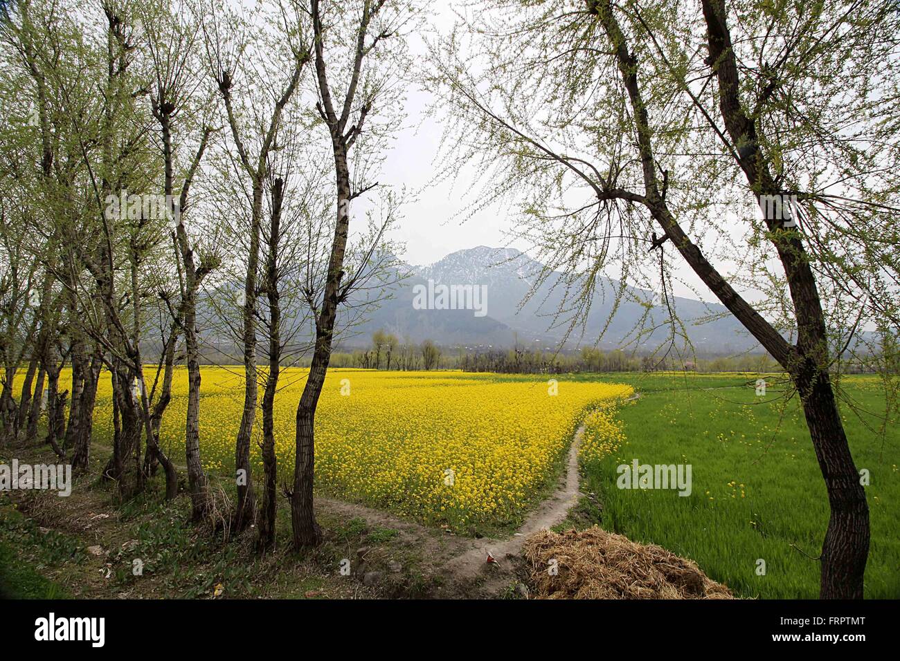 Kashmir, India. 23rd Mar, 2016. A view of mustard field on the
