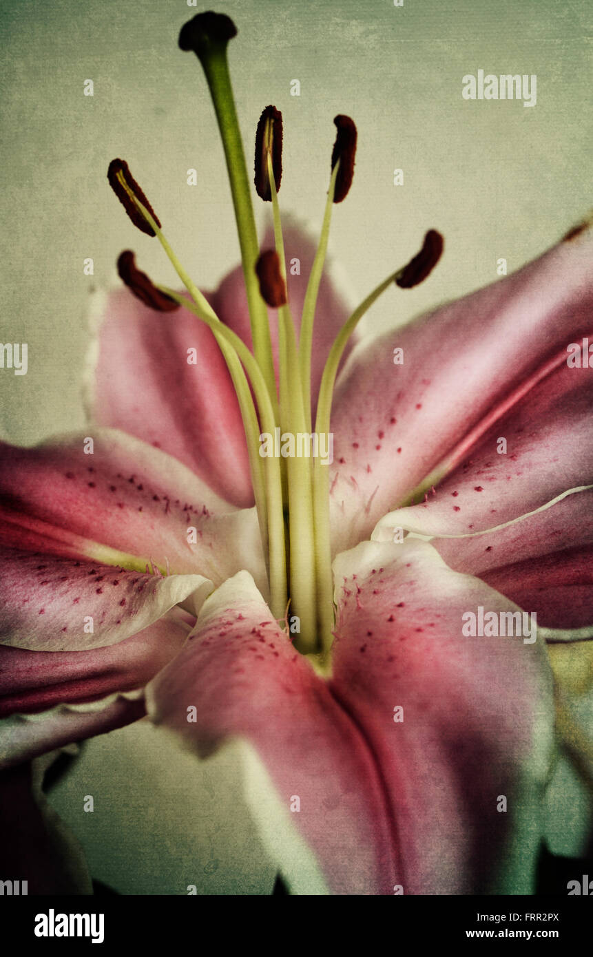 Beautiful pink lily on textured background Stock Photo