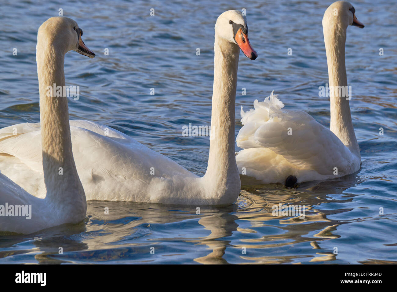 group of white swans floating on the lake in Poland Stock Photo - Alamy