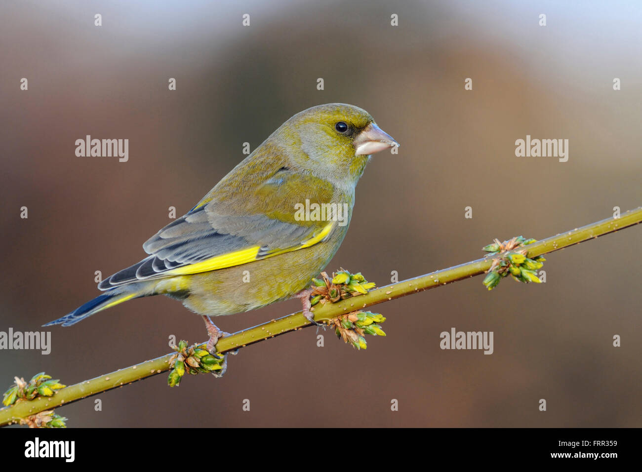 European Greenfinch / Grünfink ( Carduelis chloris ), male bird in breeding dress, perched on a branch with yellow blossoms. Stock Photo