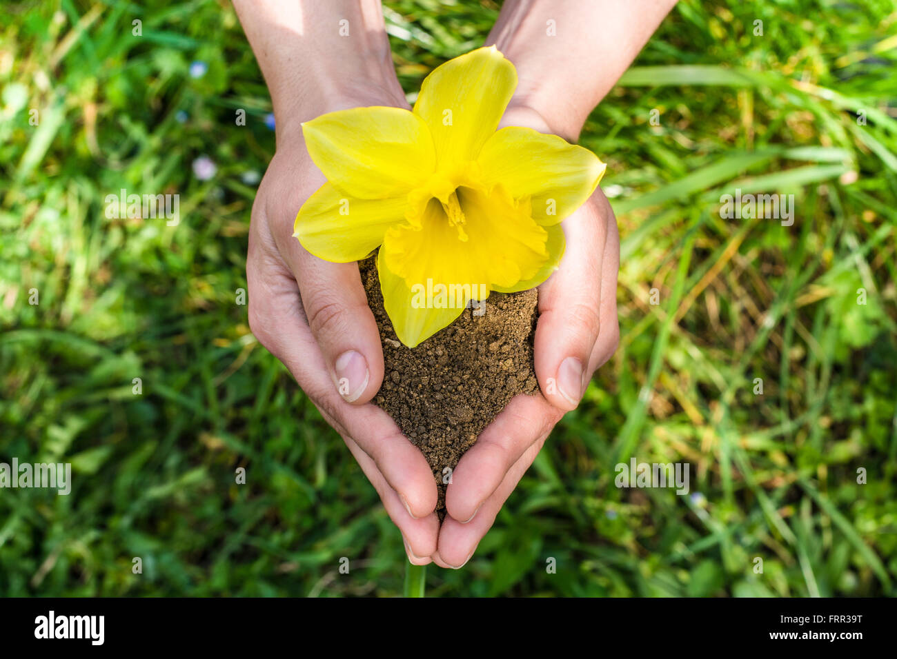 hands tending a flower in the earth Stock Photo - Alamy