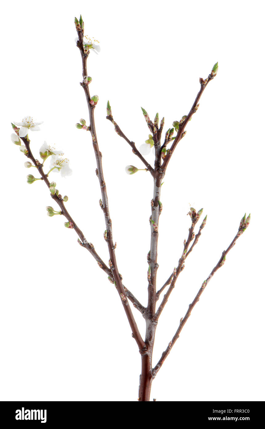 Spring cherry blossom,Closeup, isolated on white background Stock Photo ...