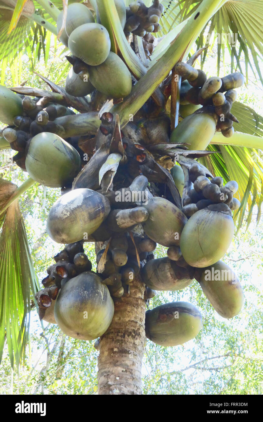 The Double Coconut Tree in the Royal Botanical Gardens, Peradeniya ...