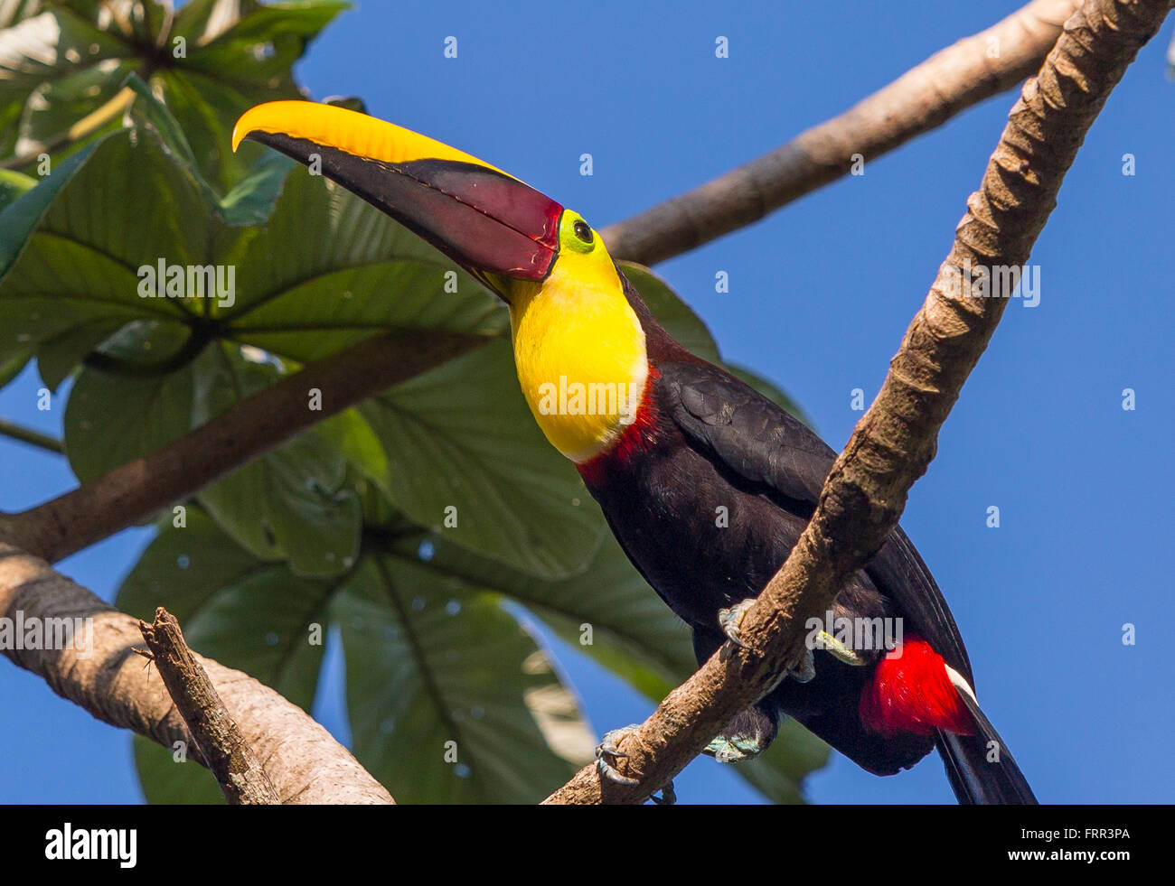 OSA PENINSULA, COSTA RICA - Chestnut-mandibled toucan, a wild bird on tree branch in rain forest.. Ramphastos ambiguus Stock Photo