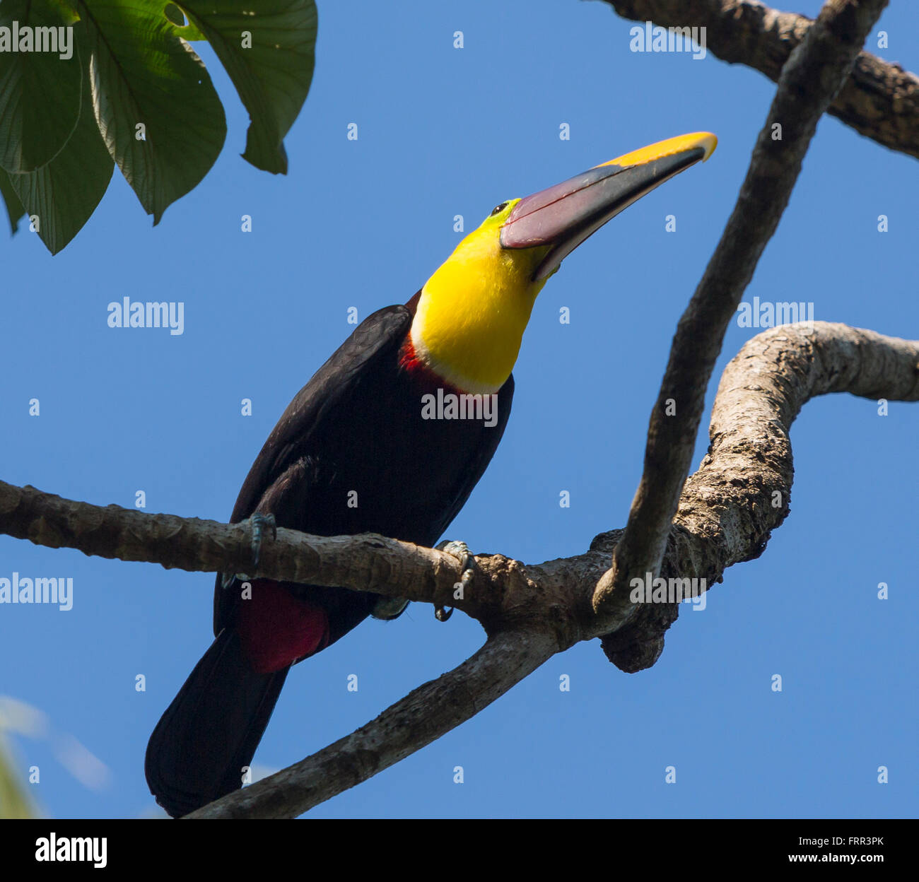 OSA PENINSULA, COSTA RICA - Chestnut-mandibled toucan, a wild bird on tree branch in rain forest.. Ramphastos ambiguus Stock Photo