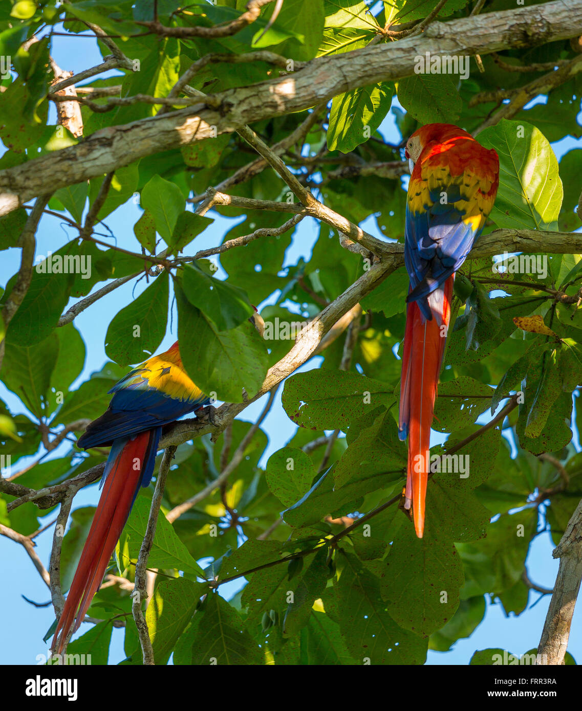 OSA PENINSULA, COSTA RICA - Scarlet macaw in tree in rain forest. Ara macao Stock Photo