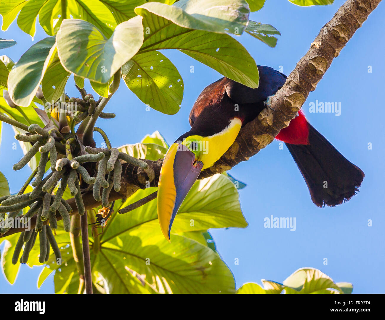 OSA PENINSULA, COSTA RICA - Chestnut-mandibled toucan, a wild bird on tree branch in rain forest.. Ramphastos ambiguus Stock Photo