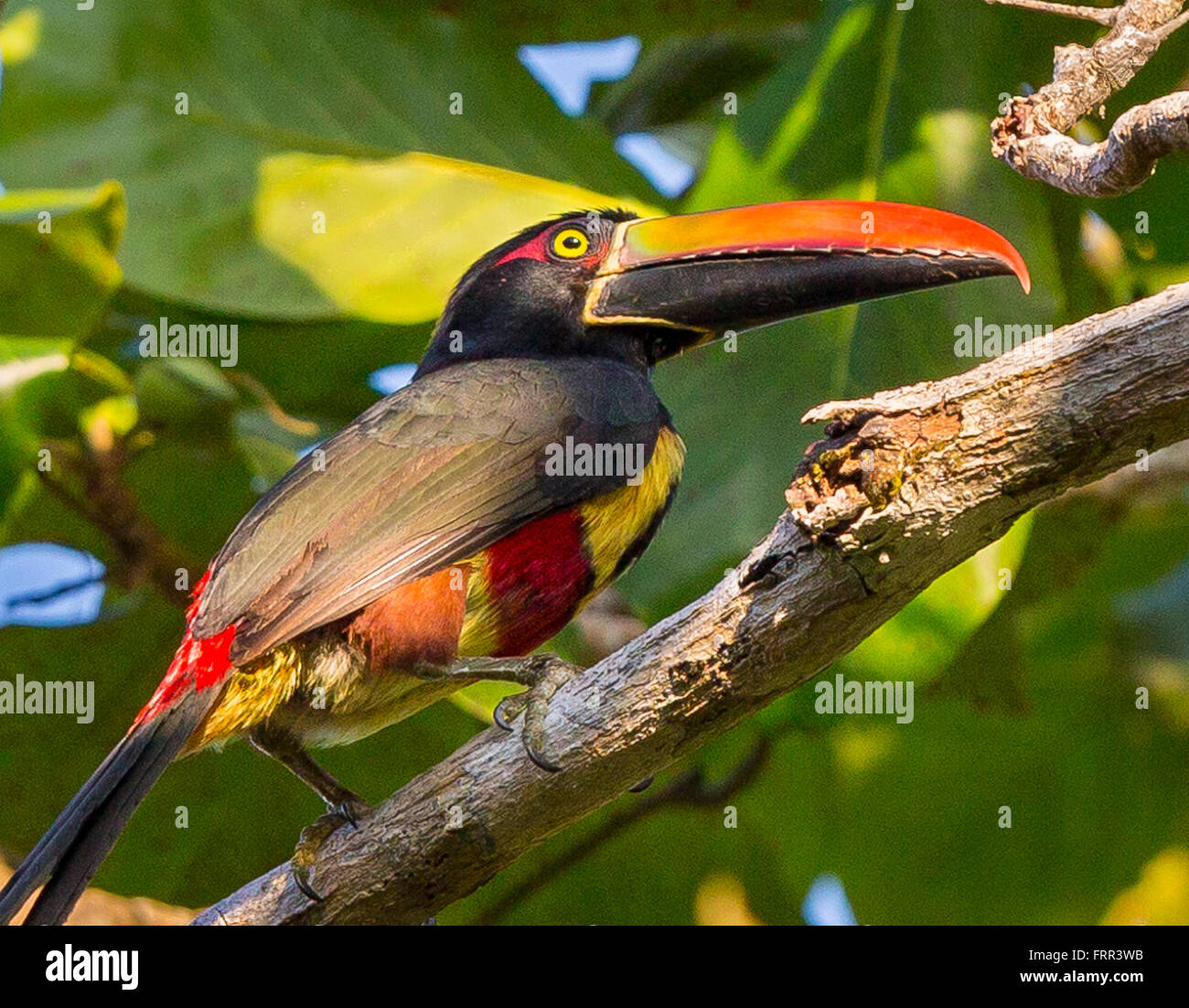 OSA PENINSULA, COSTA RICA - Fiery-billed aracari, a toucan, in rain forest. Pteroglossus frantzii Stock Photo