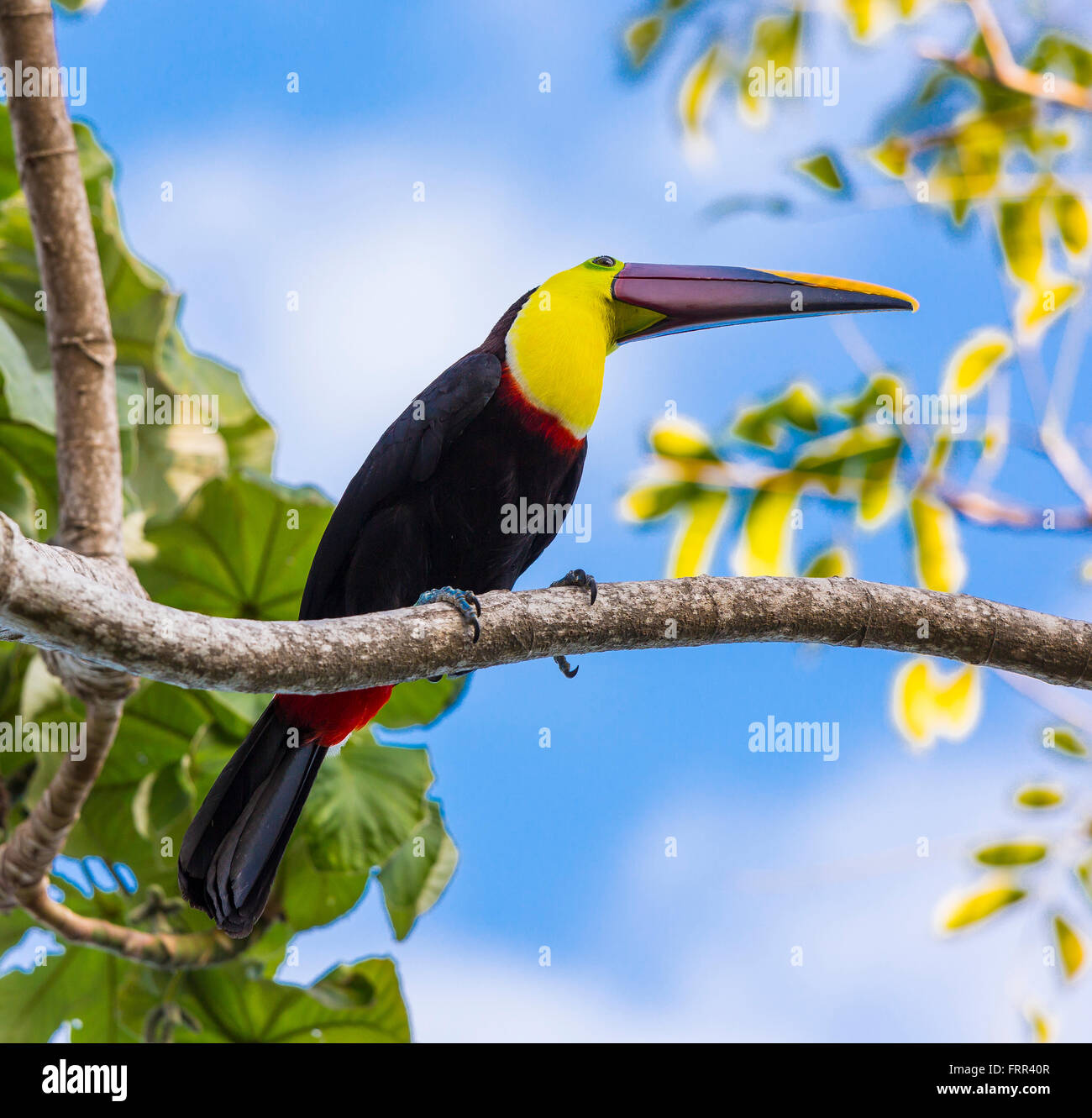 OSA PENINSULA, COSTA RICA - Chestnut-mandibled toucan, a wild bird on tree branch in rain forest.. Ramphastos ambiguus Stock Photo