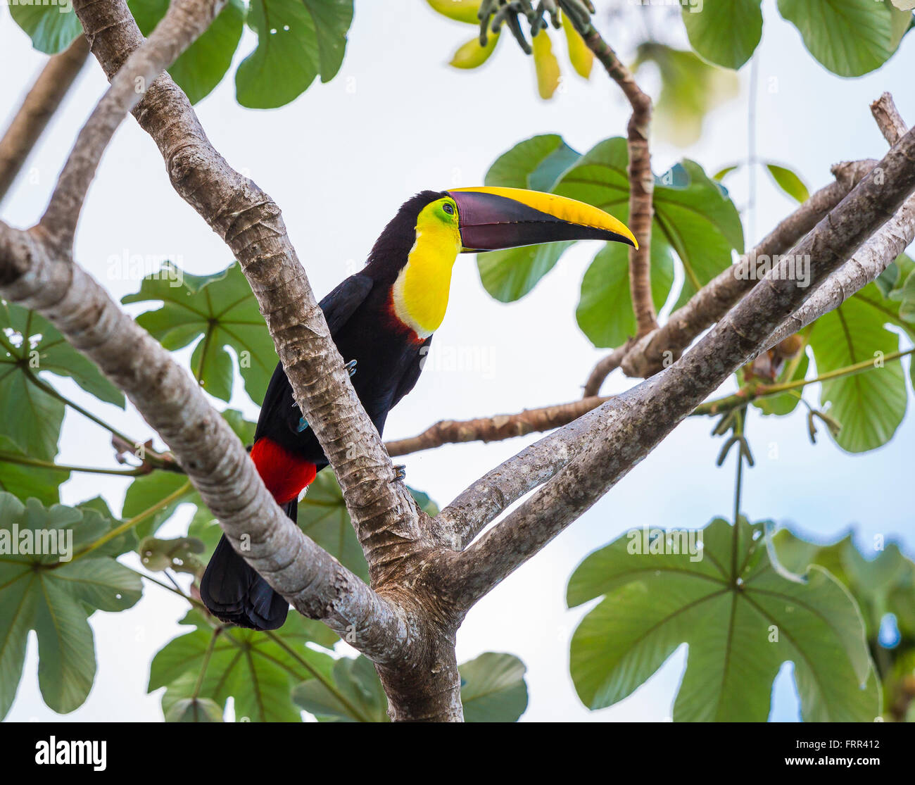 OSA PENINSULA, COSTA RICA - Chestnut-mandibled toucan, a wild bird on tree branch in rain forest.. Ramphastos ambiguus Stock Photo