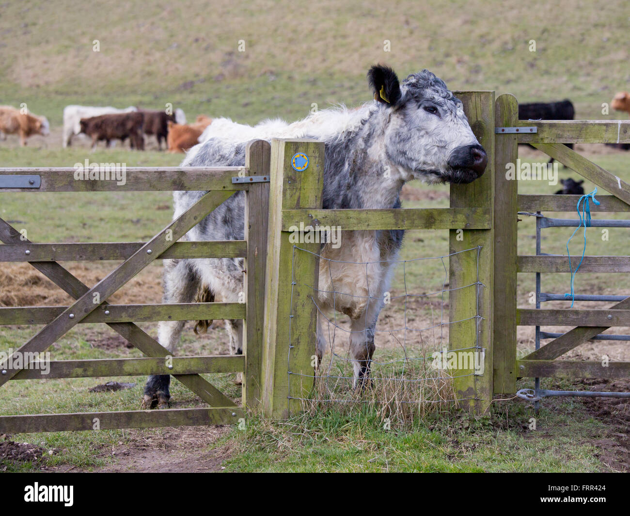 Grey and white marled cow scratching on a post Stock Photo Alamy