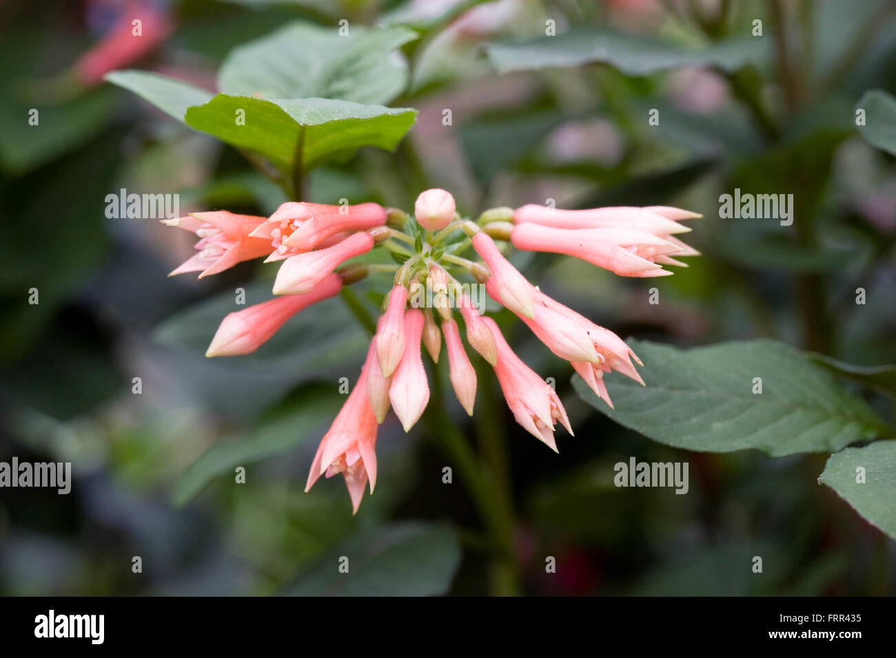 Fuchsia 'Adinda' flowers. Stock Photo