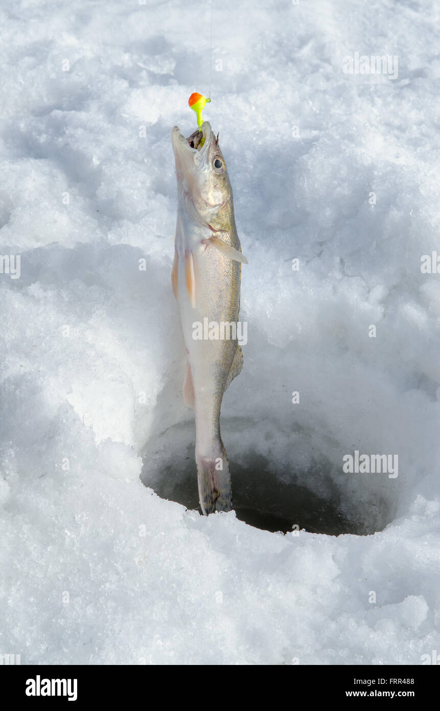 A Young Pickerel or Walleye Fish is Pulled From Ice Fishing Hole Still on Fishing Line Stock Photo