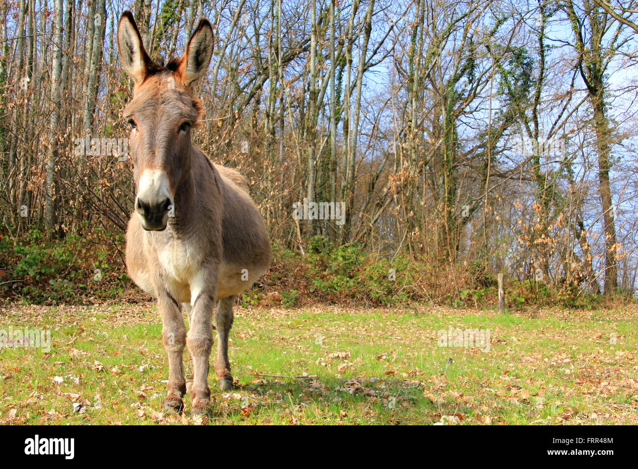pregnant donkey Stock Photo