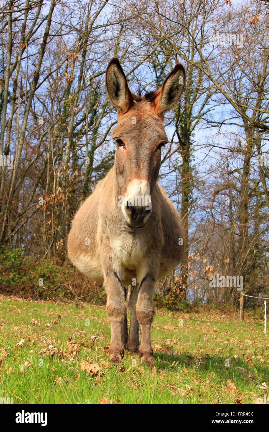 Female donkey hires stock photography and images Alamy