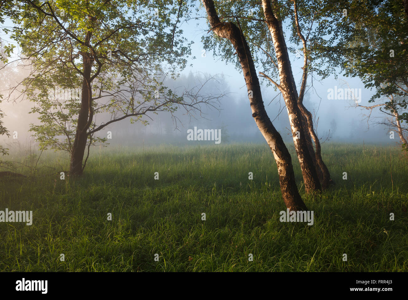 Morning in the forest Stock Photo - Alamy