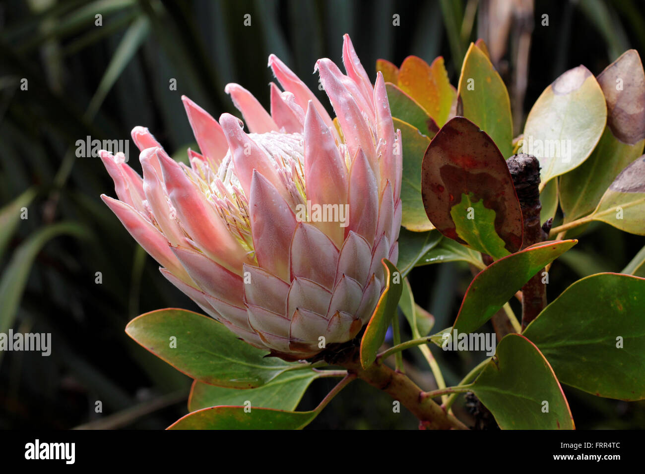 King Protea blossom  (Protea cynaroides), near Cape Foulwind, Region West Coast,  New Zealand Stock Photo