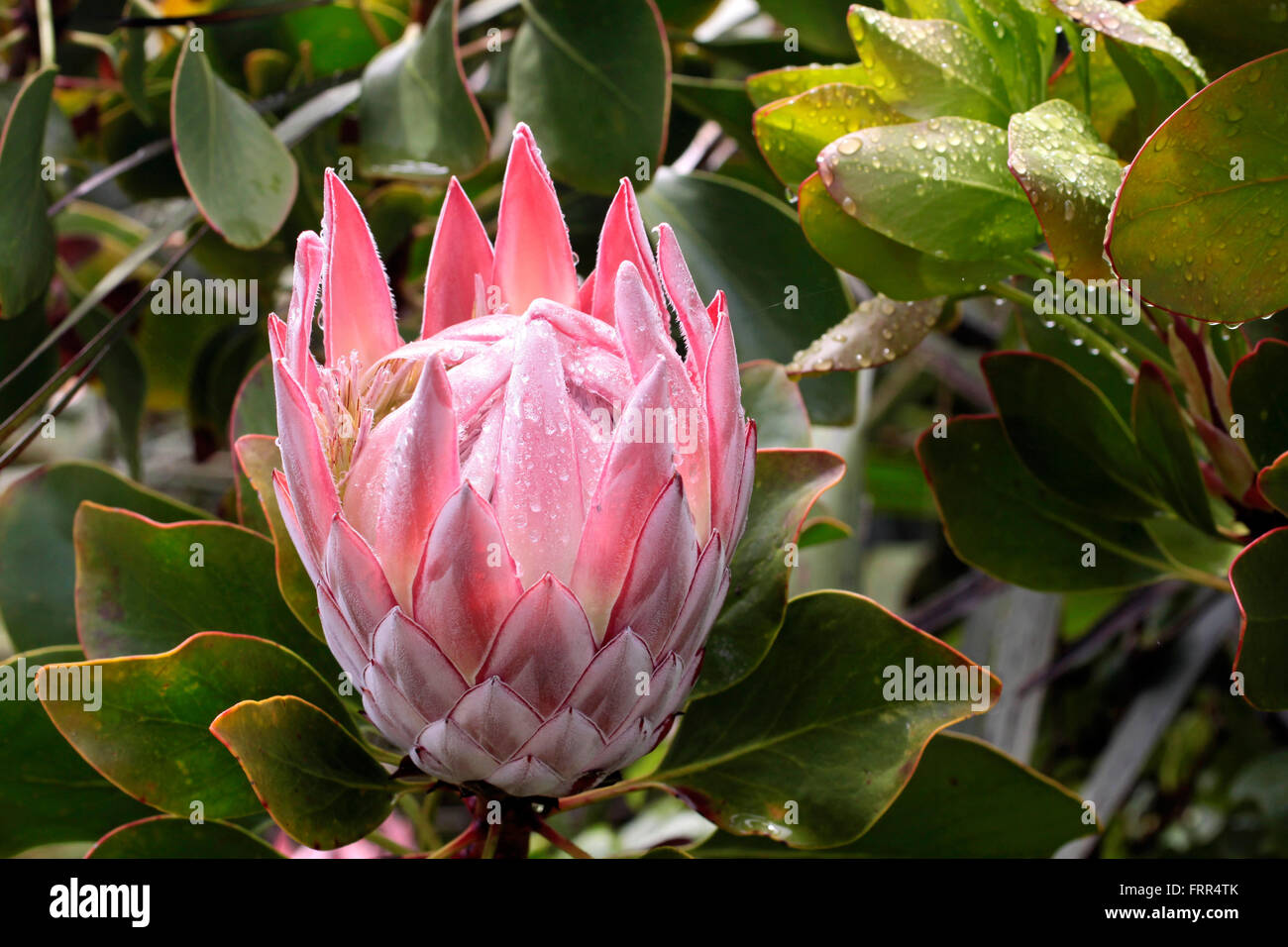 King Protea blossom  (Protea cynaroides) near Cape Foulwind, Region West Coast,  New Zealand Stock Photo