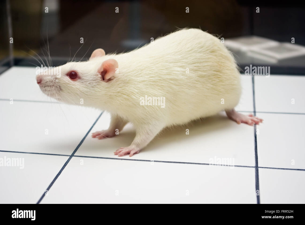 Rat piege hi-res stock photography and images - Alamy