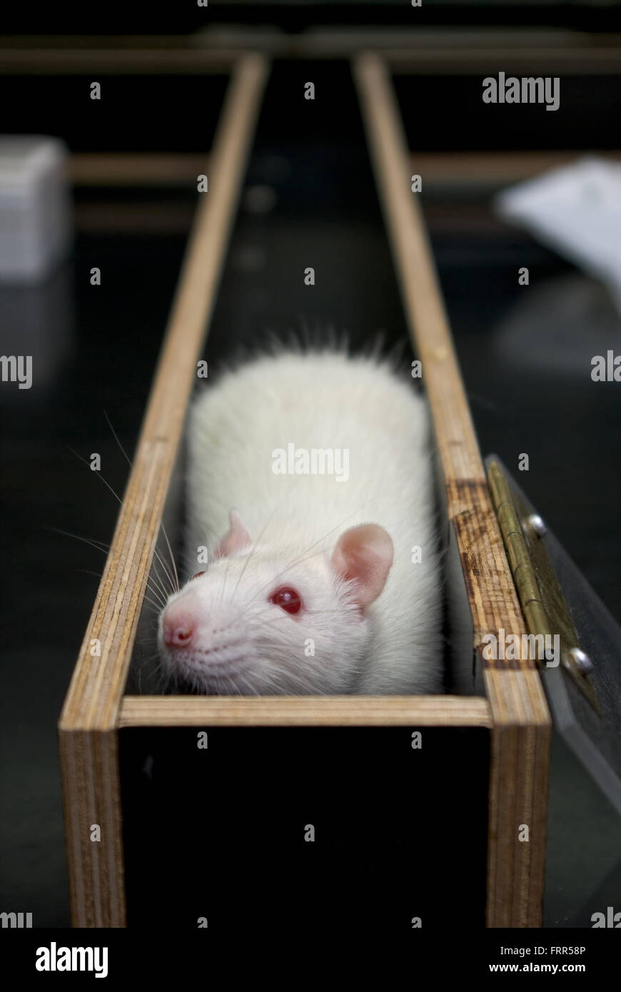 rat in a corner of a maze during experiment Stock Photo