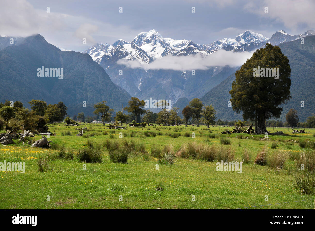 Looking to  Mount Cook from Fox village, Westland National Park,  South island,  New Zealand Stock Photo