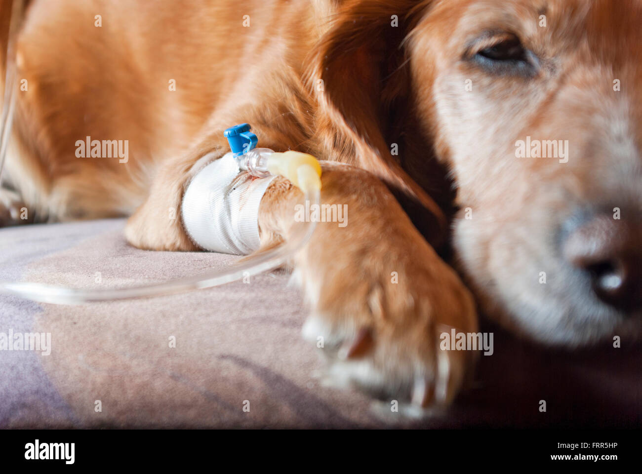 dog lying on bed with cannula in vein taking infusion Stock Photo