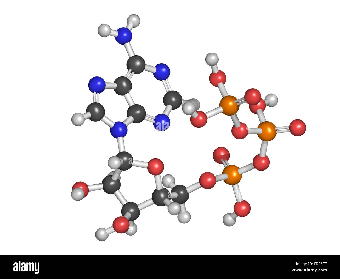 Adenosine triphosphate (ATP) energy transport molecule, chemical structure. ATP is the main energy transport molecule in most or Stock Photo