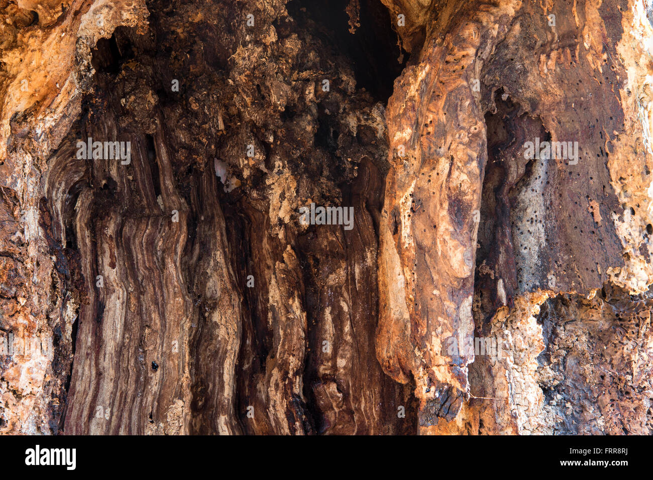 Cork texture of decayed tree trunk, closeup Stock Photo Alamy
