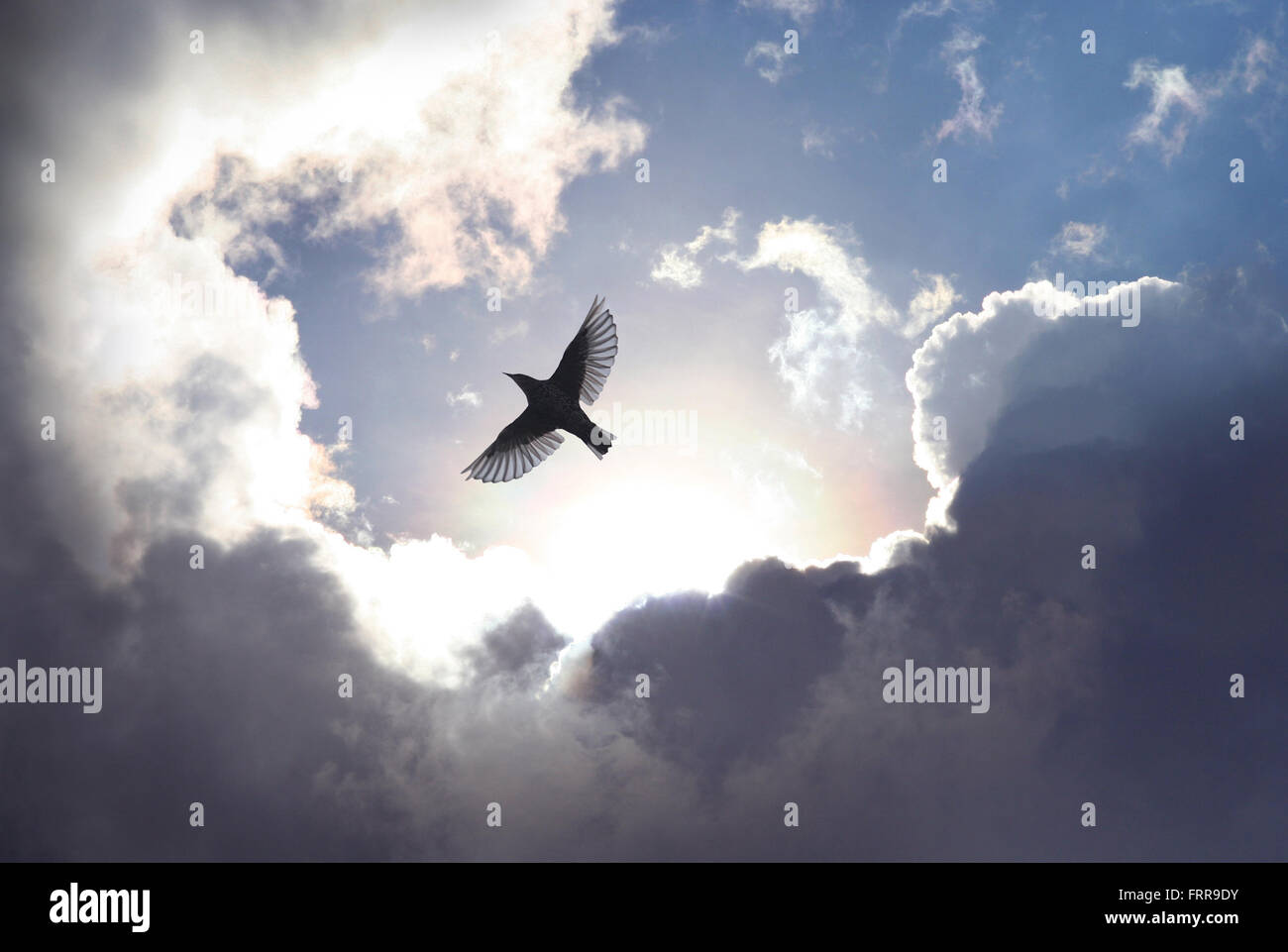 A bird spreads its wings and fly to heaven trough dramatic cloudscape. Stock Photo