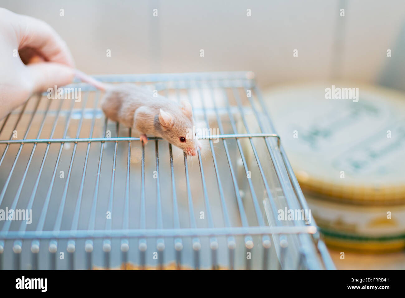 https://c8.alamy.com/comp/FRRB4H/researcher-holding-a-lab-mouse-by-its-tail-on-the-home-cage-FRRB4H.jpg