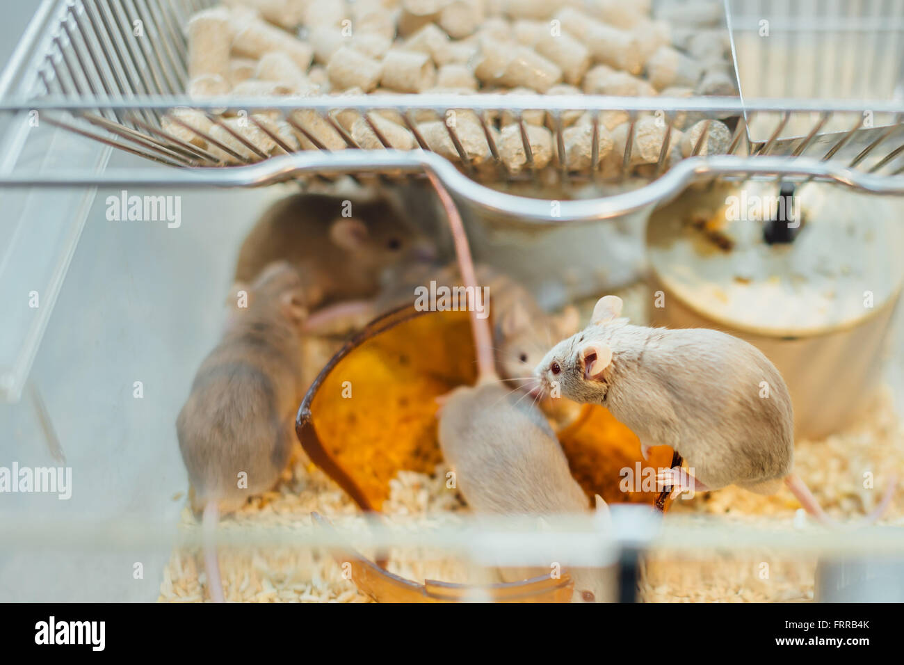 https://c8.alamy.com/comp/FRRB4K/one-lab-mouse-watching-other-mice-play-in-home-cage-FRRB4K.jpg
