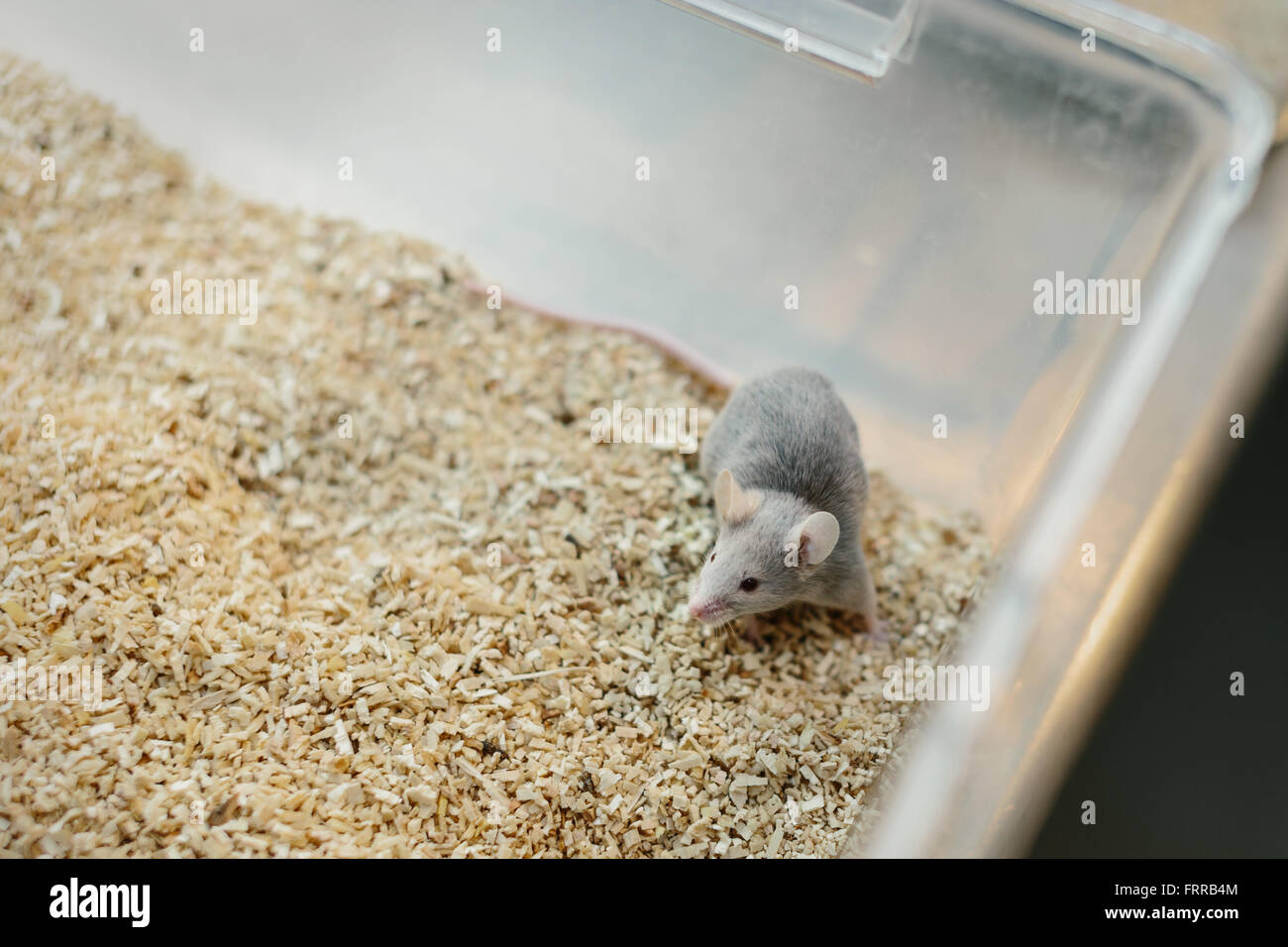 Laboratory mouse cage hi-res stock photography and images - Alamy