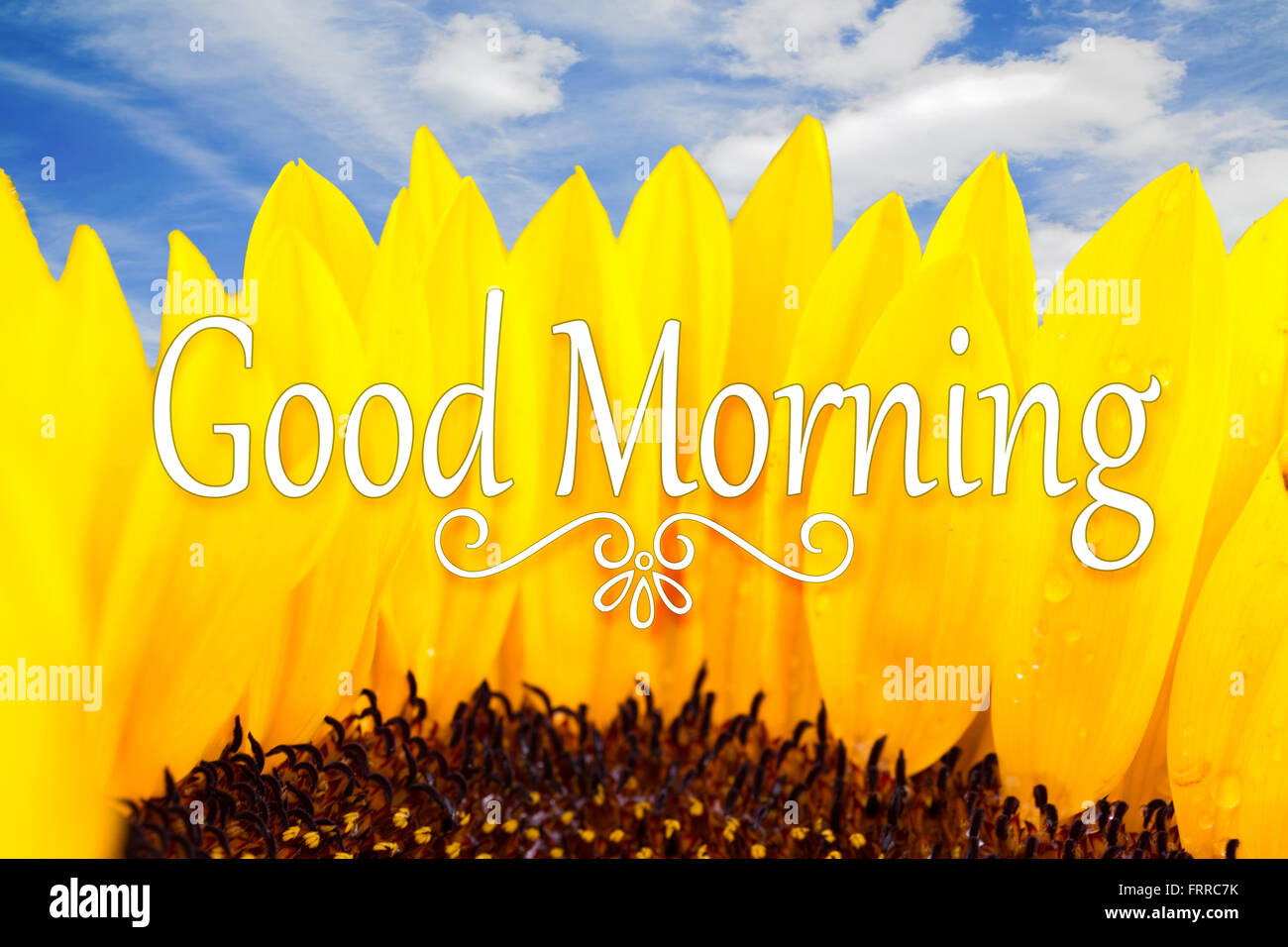 Good Morning inspirational quote on a sunflower Stock Photo - Alamy