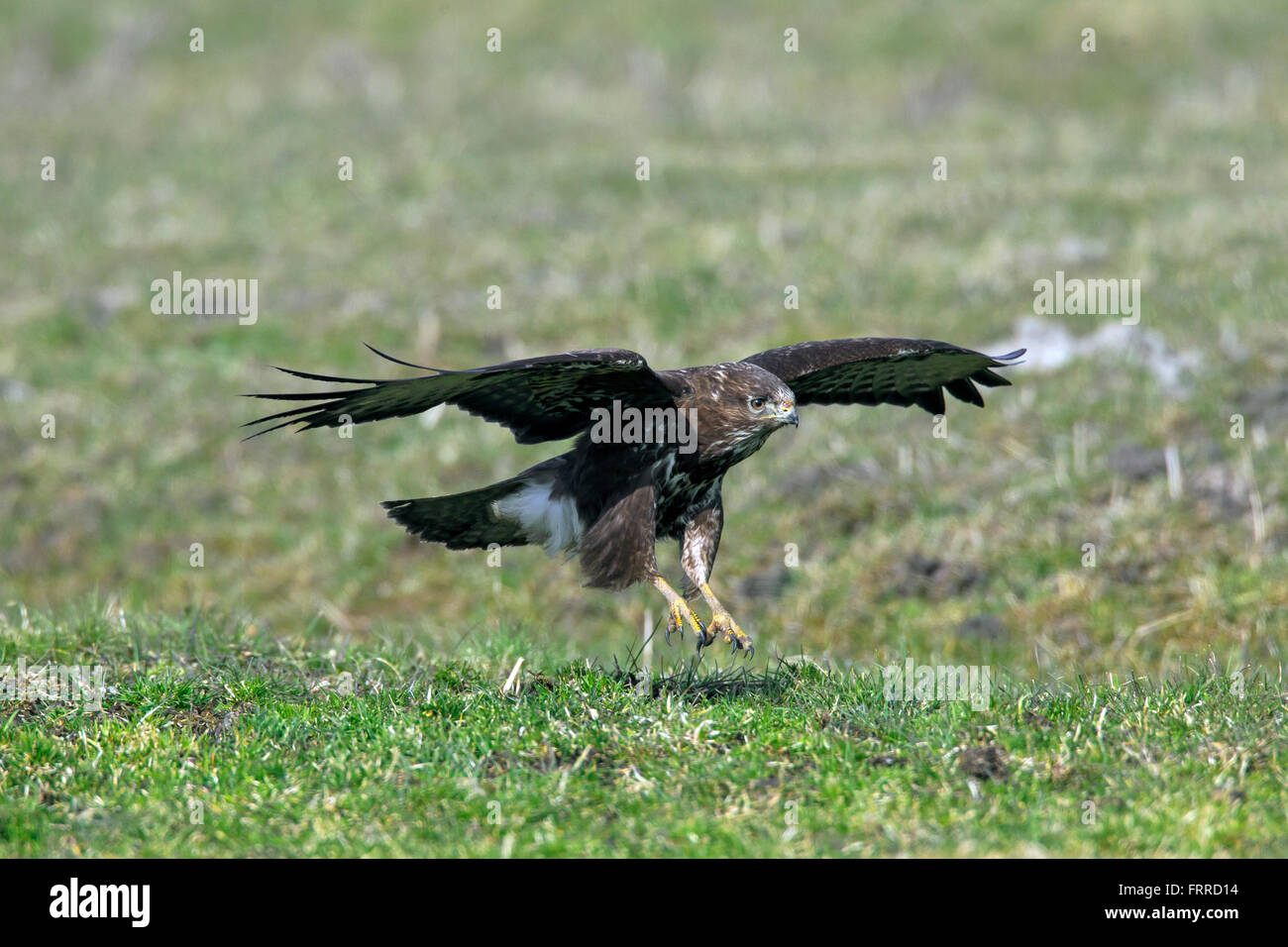 Common buzzard (Buteo buteo) landing in grassland Stock Photo