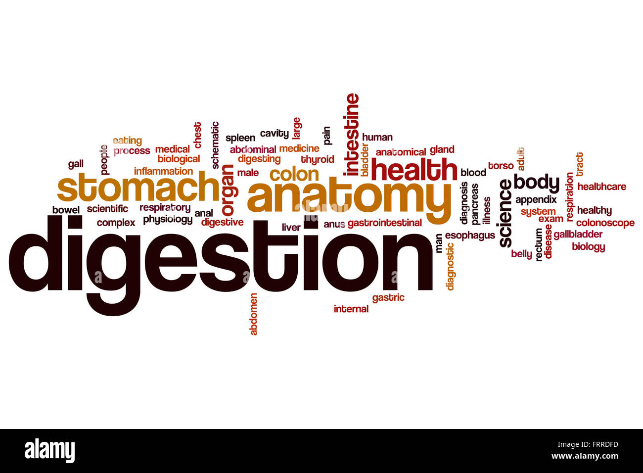 Digestion word cloud concept Stock Photo Alamy