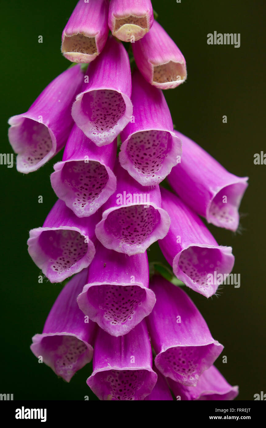 Ladys glove hires stock photography and images Alamy